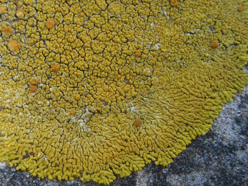 Caloplaca: Da determinare